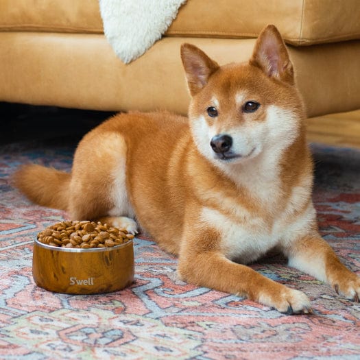 Pet Bowl | 32oz